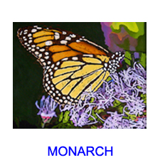 Monarch Butterfly